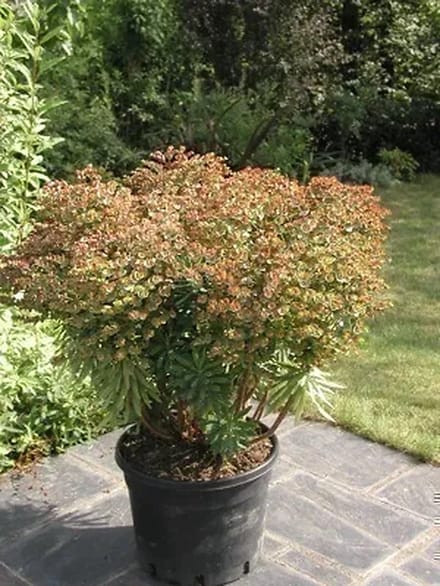 6x Wolfsmelk - Euphorbia hybr. 'Red Wing'® ('charam'®) | 9x9 cm pot