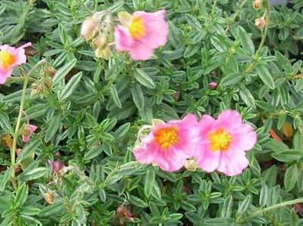 6x Zonneroosje - Helianthemum hybr. 'Lawrenson's Pink' | 9x9 cm pot