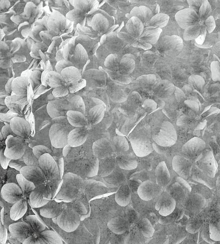 Fotobehang - Apple Tree Abstract III 225x250cm - Vliesbehang