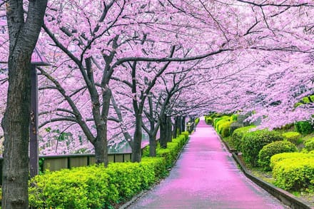 Cherry Blossom Bliss Tokio Puzzel - 1000 Stukjes