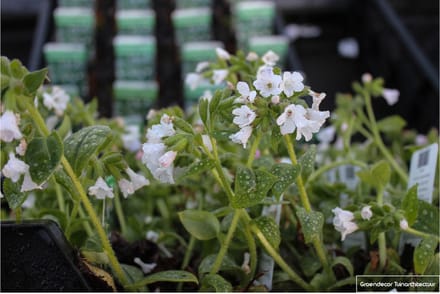 6x Longkruid - Pulmonaria off. 'Sissinghurst White' | 9x9 cm pot
