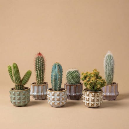 Cactus Set van 6 in Keramische Mini Potjes San Juan - ↑ 8–12 cm