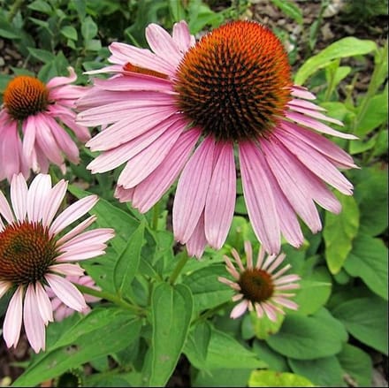 6 x Echinacea Purpurea 'Magnus' - Zonnehoed pot 9x9cm