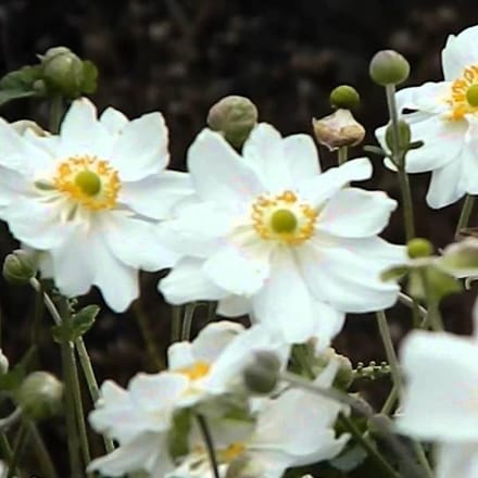 6 x Anemone Hybride 'Whirlwind'  - Japanse Anemoon pot 9x9 cm