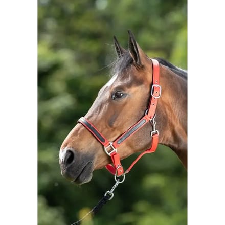Halster voor paarden HFI First
