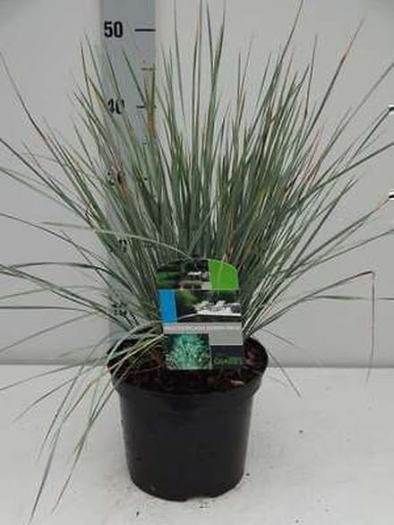 Zachte haver - Helictotrichon sempervirens | 3 liter pot
