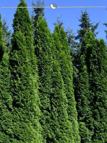 Westerse Levensboom Thuja Smaragd 80-100 cm, 100x Haagplant