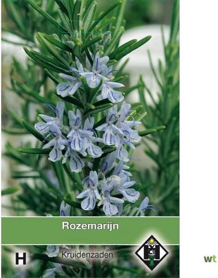 Van Hemert - Rozemarijn (Rosmarinus officinalis)