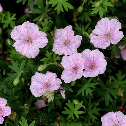 Geranium sanguineum 'Striatum' - Ooievaarsbek - Wortelgoed - 5 stuks