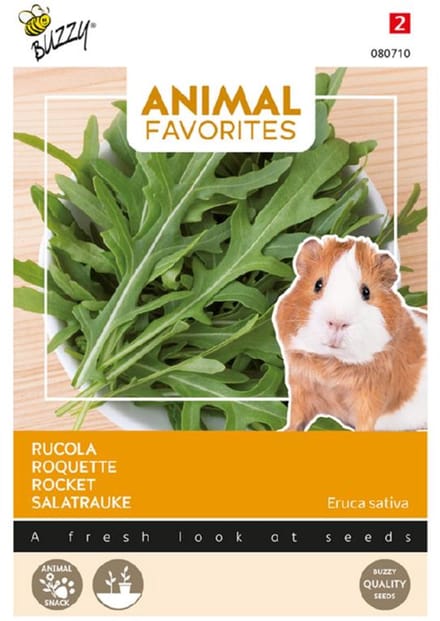 Rucola