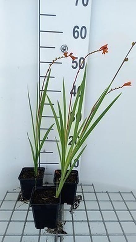 6x Montbretia - Crocosmia hybr. 'Red King' | 9x9 cm pot