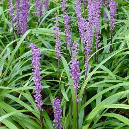 6x Leliegras - Liriope muscari - Pot 9x9cm