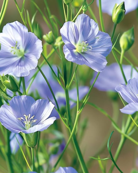 2 sets - Vlas Blauw Zaden Linum Perenne Meerjarig