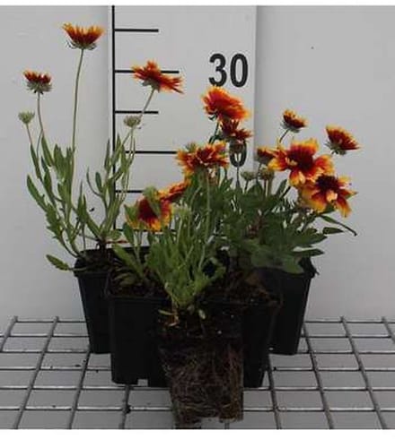 6x Kokardebloem - Gaillardia hybr. 'Bremen' | 9x9 cm pot
