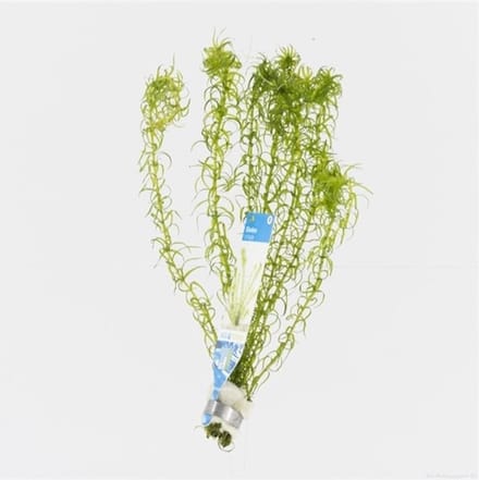 Moerings Elodea canadensis | Brede Waterpest | in bos met loodje Waterplant
