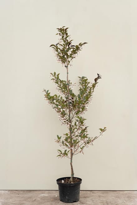 Jonge Storaxboom | Styrax japonicus 'Evening Light' | 100-150cm hoogte