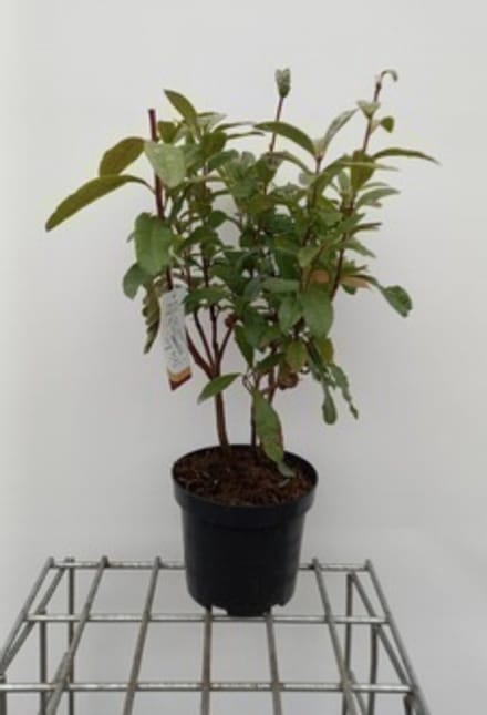Azalea mollis - Gele tuinazalea 40- 50 cm in pot