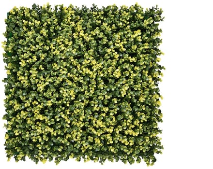 Lina Buxus