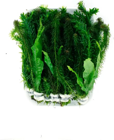 Moerings Koudwaterbos (3 variëteiten) In Loodje Waterplant