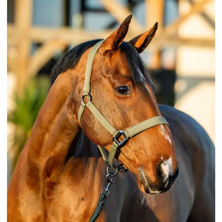 Halster en touwset voor paarden Horseware Amigo