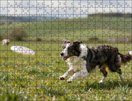 Puzzel Border Collie met frisbee | 252 stukjes | Dierenpuzzel | Hondenpuzzel