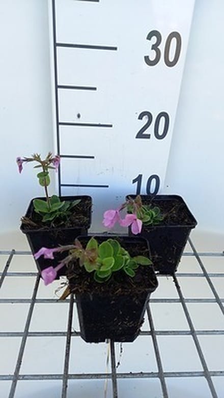 6x Vlambloem - Phlox stol. 'Home Fires' | 9x9 cm pot