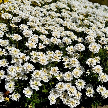 6x Iberis sempervirens 'Fischbeck' Pot 9x9cm - Prachtige bodembedekker voor de tuin