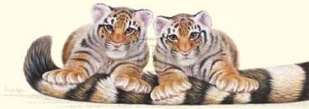 poster Images Warwick Higgs - Stripes 59 x 25 cm