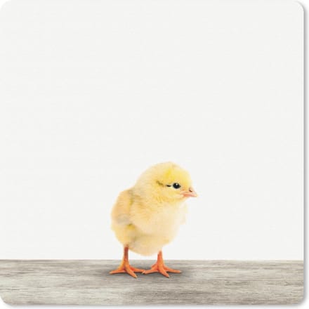 Muismat 20x20 cm - Mousepad Dieren - Kuiken - Geel - Muismatten