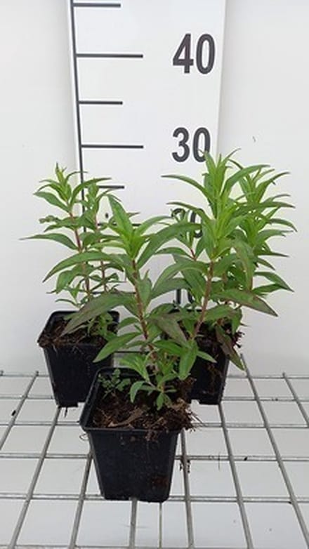 6x Schildpadbloem - Penstemon hybr. 'Sour Grapes' | 9x9 cm pot