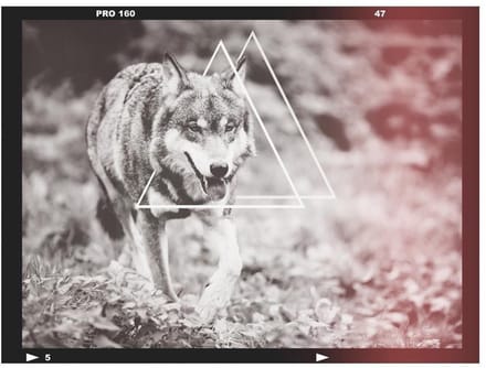Fotobehang - wolf - photo.