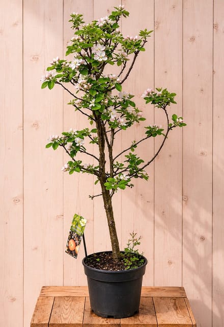 Dwerg Appelboom 'Croquella' Malus domestica 140 cm Warentuin Natuur...