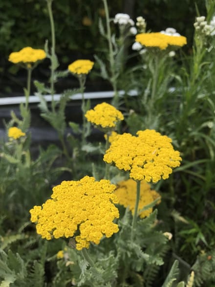6 x Achillea 'Coronation Gold' - Duizendblad - P9 Pot (9 x 9cm) - Dima Vaste Planten