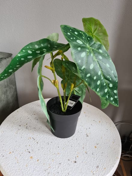 bladbegonia-zijde plant-countryfield-35cm