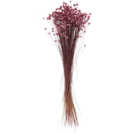 Glixia roze