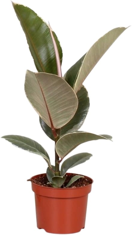 Ficus Elastica ‘Tineke’ - Hoogte 35cm - Pot 12cm