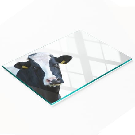 Keuken serveerplank van gehard glas met koeienafbeelding 80x52 cm