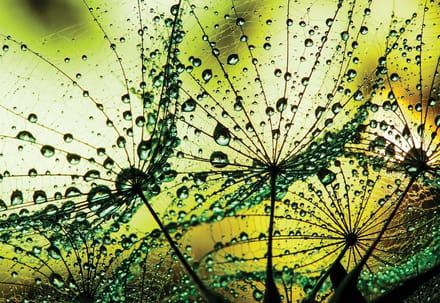Fotobehang Dandelion | XL - 208cm x 146cm | 130g/m2 Vlies