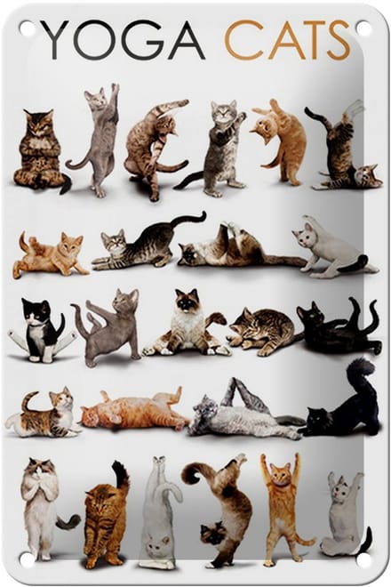 Blechschild Tiere 12x18cm Yoga Cats Katzen Schild