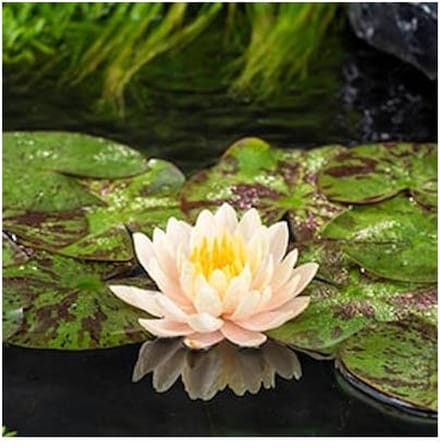 Moerings Nymphaea Clyde Ilkins | Waterlelie | In 3L Mand