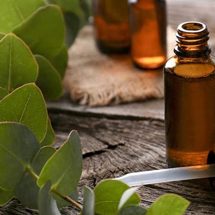 Eucalyptus Etherische Olie Biologisch - 10 ml