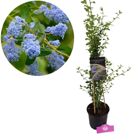 Ceanothus Spring Party, winterharde Amerikaanse sering, 2 liter pot