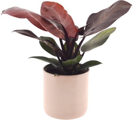 Philodendron Sunlight | 30cm | met gebroken witte keramieken pot