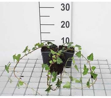 12x Gewone Klimop - Hedera helix | 9x9 cm pot