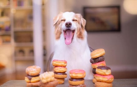 Houten Puzzel - Legpuzzel Dieren - Ontspanning Volwassenen - 1000 Stukjes Hond