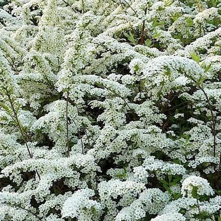 Spiraea Arguta - Spierstruik;Sneeuwspirea 30-40 cm pot