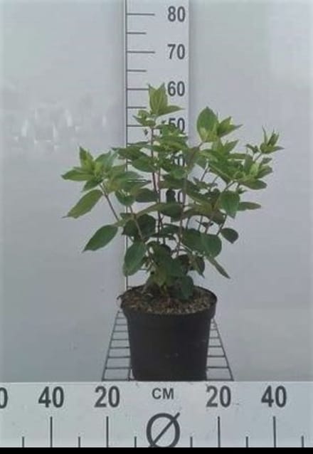 Hydrangea pan. 'Grandiflora' - Pluimhortensia 40- 50 cm in pot
