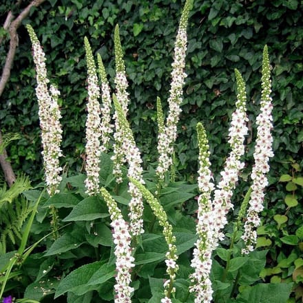 6 x Verbascum Nigrum Album - Toorts pot 9x9cm