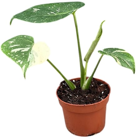 Monstera Thai Constellation Kamerplant Potmaat Ø10,5 cm |Vers Van De Kweker