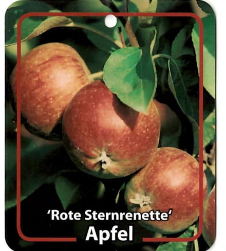 Oosterik home - Malus Domestica Rote Sternrenette